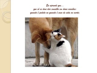 Eu aprendi que...que só se deve dar conselho em duas ocasiões: quando é pedido ou quando é caso de vida ou morte;