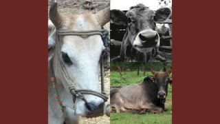 The role of livestock diversity for more sustainable and resilient food systems
