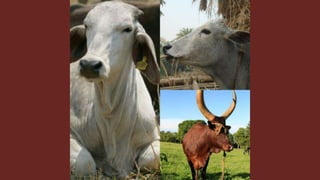 The role of livestock diversity for more sustainable and resilient food systems