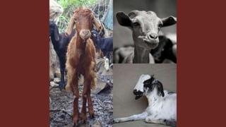 The role of livestock diversity for more sustainable and resilient food systems