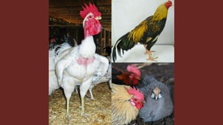 The role of livestock diversity for more sustainable and resilient food systems