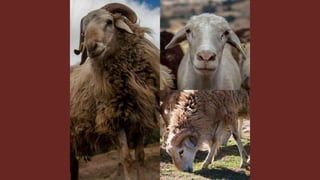 The role of livestock diversity for more sustainable and resilient food systems