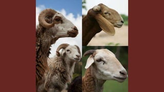 The role of livestock diversity for more sustainable and resilient food systems