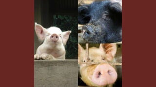 The role of livestock diversity for more sustainable and resilient food systems