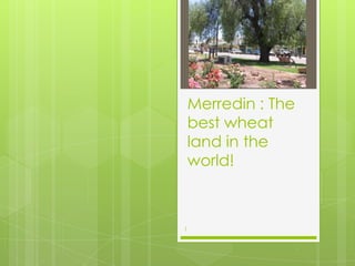 Merredin : The
    best wheat
    land in the
    world!



1
 