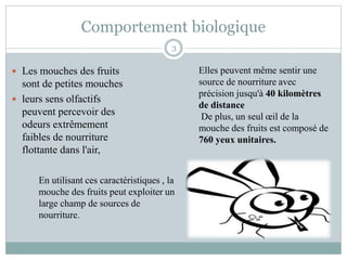 Comportement biologique
 Les mouches des fruits
sont de petites mouches
 leurs sens olfactifs
peuvent percevoir des
odeurs extrêmement
faibles de nourriture
flottante dans l'air,
3
En utilisant ces caractéristiques , la
mouche des fruits peut exploiter un
large champ de sources de
nourriture.
Elles peuvent même sentir une
source de nourriture avec
précision jusqu'à 40 kilomètres
de distance
De plus, un seul œil de la
mouche des fruits est composé de
760 yeux unitaires.
 