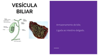 VESÍCULA
BILIAR
Armazenamento de bile;
Ligada ao intestino delgado.