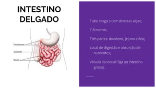 INTESTINO
DELGADO Tubo longo e com diversas alças;
7-8 metros;
Três partes: duodeno, jejuno e íleo;
Local de digestão e absorção de
nutrientes;
Válvula ileocecal: liga ao intestino
grosso.