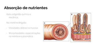Absorção de nutrientes
Após a digestão química e
mecânica;
No intestino delgado:
- Vilosidades: dobras na mucosa
- Microvilosidades: especializações
na membrana plasmática