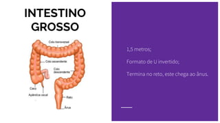 INTESTINO
GROSSO
1,5 metros;
Formato de U invertido;
Termina no reto, este chega ao ânus.