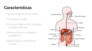 Características
Ingestão e digestão dos alimentos.
Formado por um tubo;
Estruturas e órgãos anexos: produzem
secreções exócrinas;
Fenômenos físicos: mastigação e
peristaltismo;
Digestão química: atividade das
enzimas.