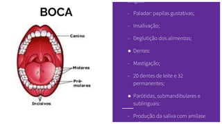 BOCA
Língua:
- Paladar: papilas gustativas;
- Insalivação;
- Deglutição dos alimentos;
● Dentes:
- Mastigação;
- 20 dentes de leite e 32
permanentes;
● Parótidas, submandibulares e
sublinguais:
- Produção da saliva com amilase