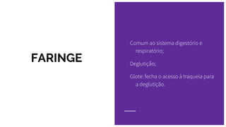 FARINGE
Comum ao sistema digestório e
respiratório;
Deglutição;
Glote: fecha o acesso à traqueia para
a deglutição.