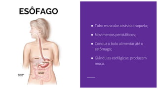 ESÔFAGO
● Tubo muscular atrás da traqueia;
● Movimentos peristálticos;
● Conduz o bolo alimentar até o
estômago;
● Glândulas esofágicas: produzem
muco.