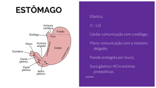 ESTÔMAGO
Elástico;
1l - 1,5l
Cárdia: comunicação com o esôfago;
Piloro: comunicação com o intestino
delgado;
Parede protegida por muco;
Suco gástrico: HCl e enzimas
proteolíticas.