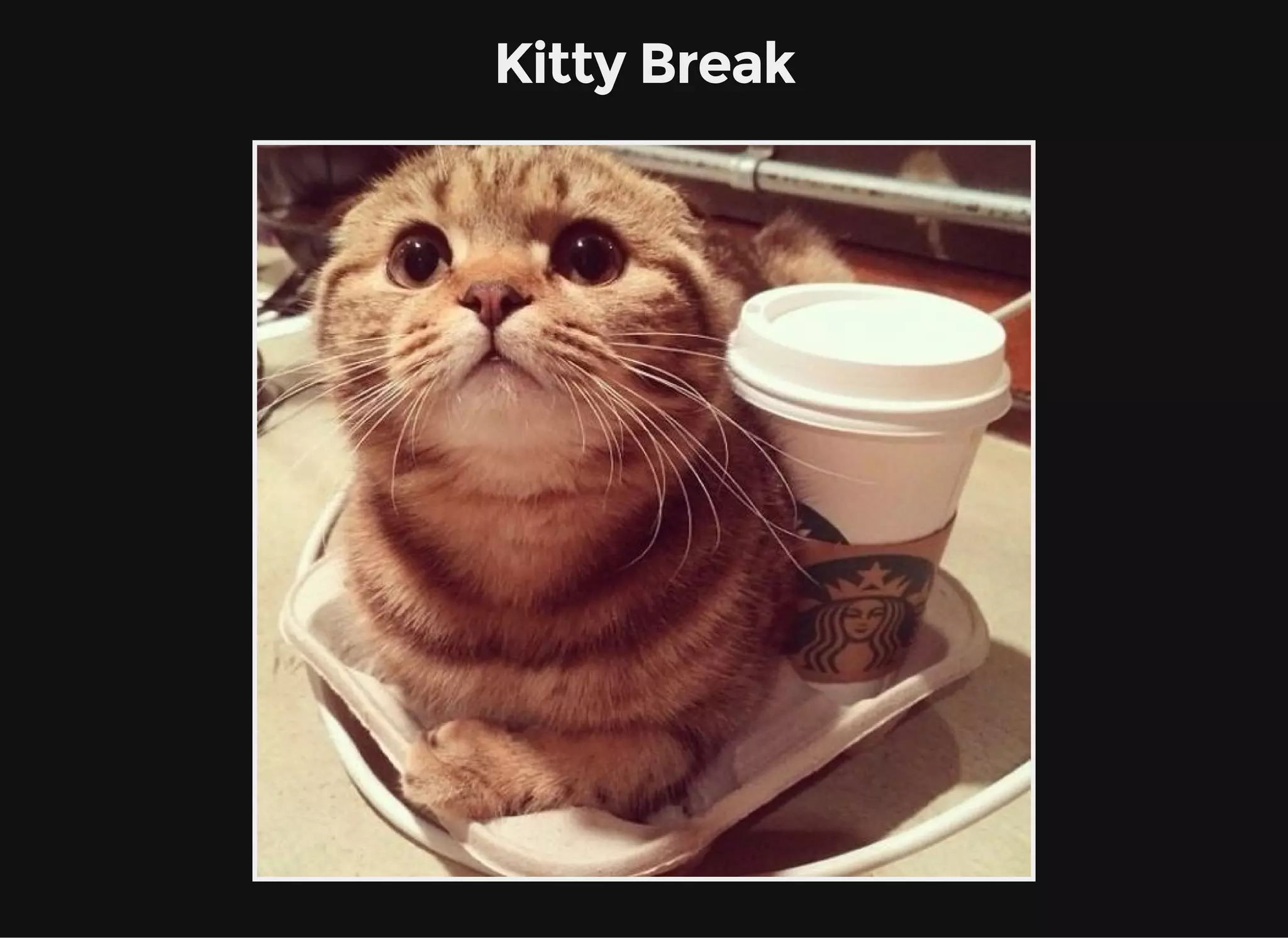 Kitty Break
 
