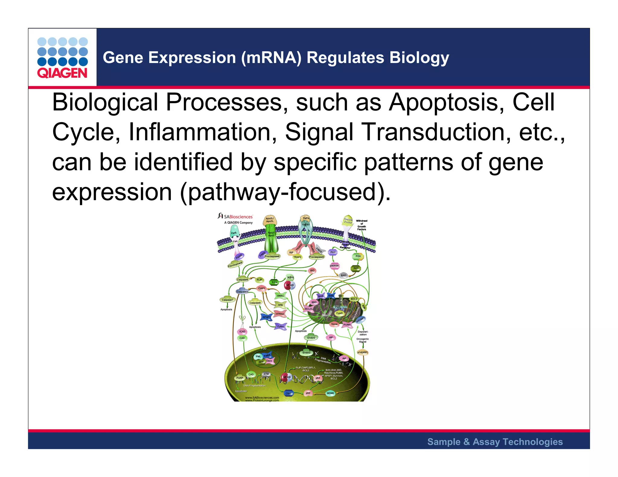 Gene Expression (mRNA) Regulates Biology

Biological Processes, such as Apoptosis, Cell
Cycle, Inflammation, Signal Transduction, etc.,
can be identified by specific patterns of gene
expression (pathway-focused).

Sample & Assay Technologies

 