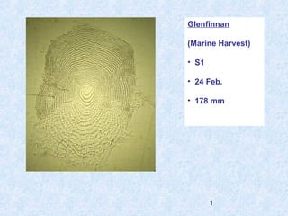Glenfinnan 
(Marine Harvest) 
• S1 
• 24 Feb. 
• 178 mm 
1 
 