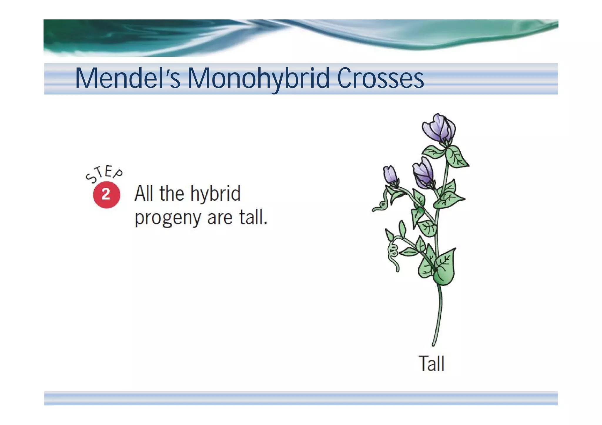 Mendel’s Monohybrid Crosses

 