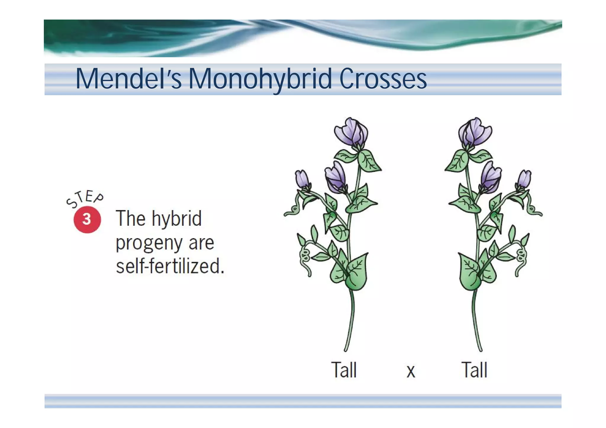 Mendel’s Monohybrid Crosses

 