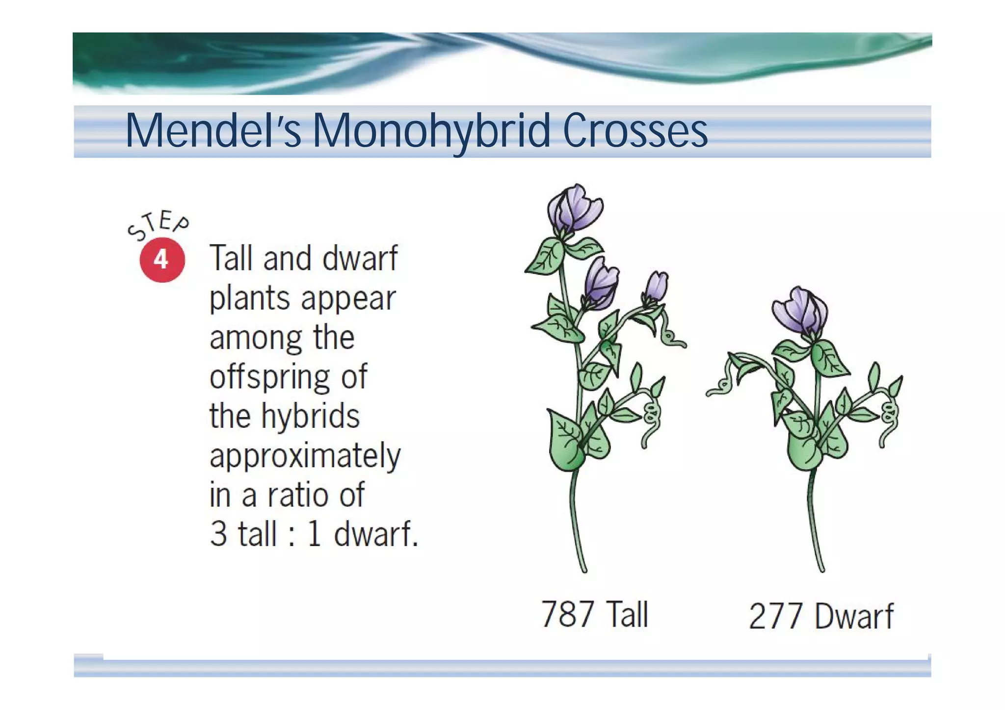 Mendel’s Monohybrid Crosses

 
