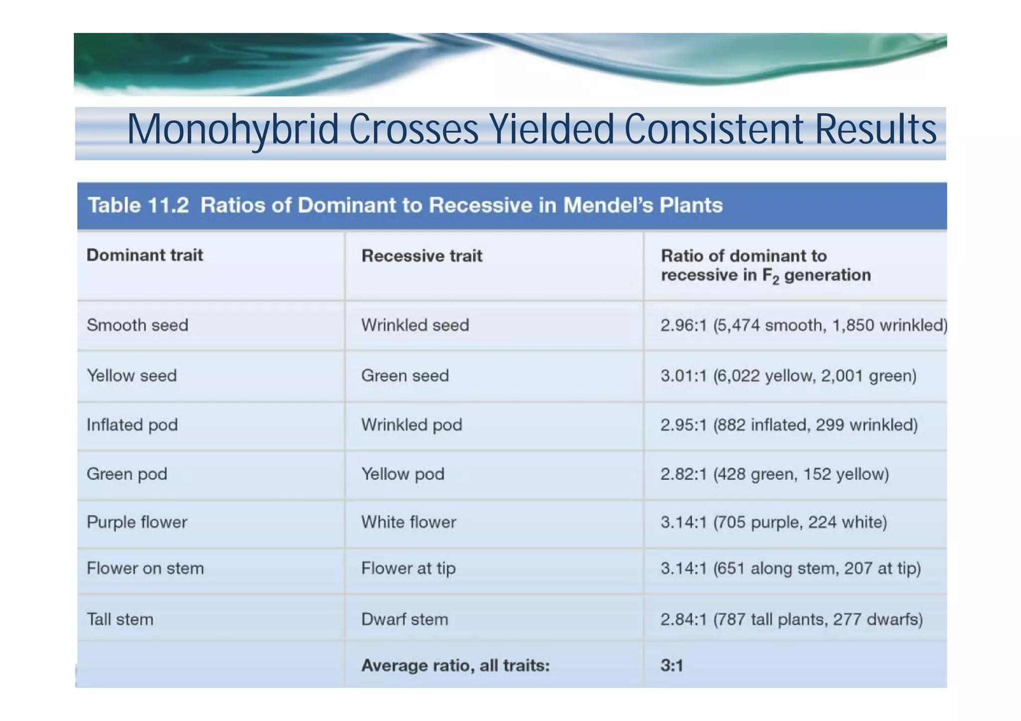 Monohybrid Crosses Yielded Consistent Results

 