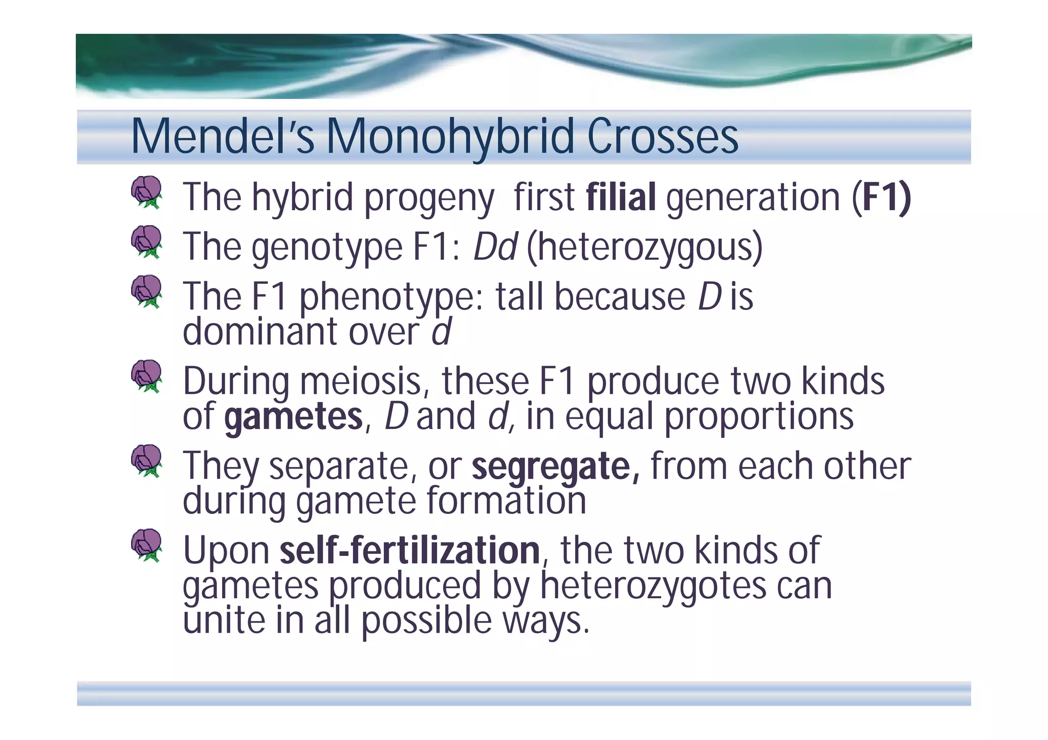 Mendel’s Monohybrid Crosses
The hybrid progeny first filial generation (F1)
The genotype F1: Dd (heterozygous)
The F1 phenotype: tall because D is
dominant over d
During meiosis, these F1 produce two kinds
of gametes, D and d, in equal proportions
They separate, or segregate, from each other
during gamete formation
Upon self-fertilization, the two kinds of
gametes produced by heterozygotes can
unite in all possible ways.

 