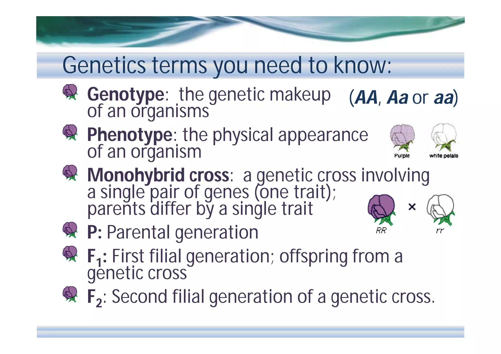 Genetics terms you need to know:
Genotype: the genetic makeup (AA, Aa or aa)
of an organisms
Phenotype: the physical appearance
of an organism
Monohybrid cross: a genetic cross involving
a single pair of genes (one trait);
parents differ by a single trait
P: Parental generation
F1: First filial generation; offspring from a
genetic cross
F2: Second filial generation of a genetic cross.

 