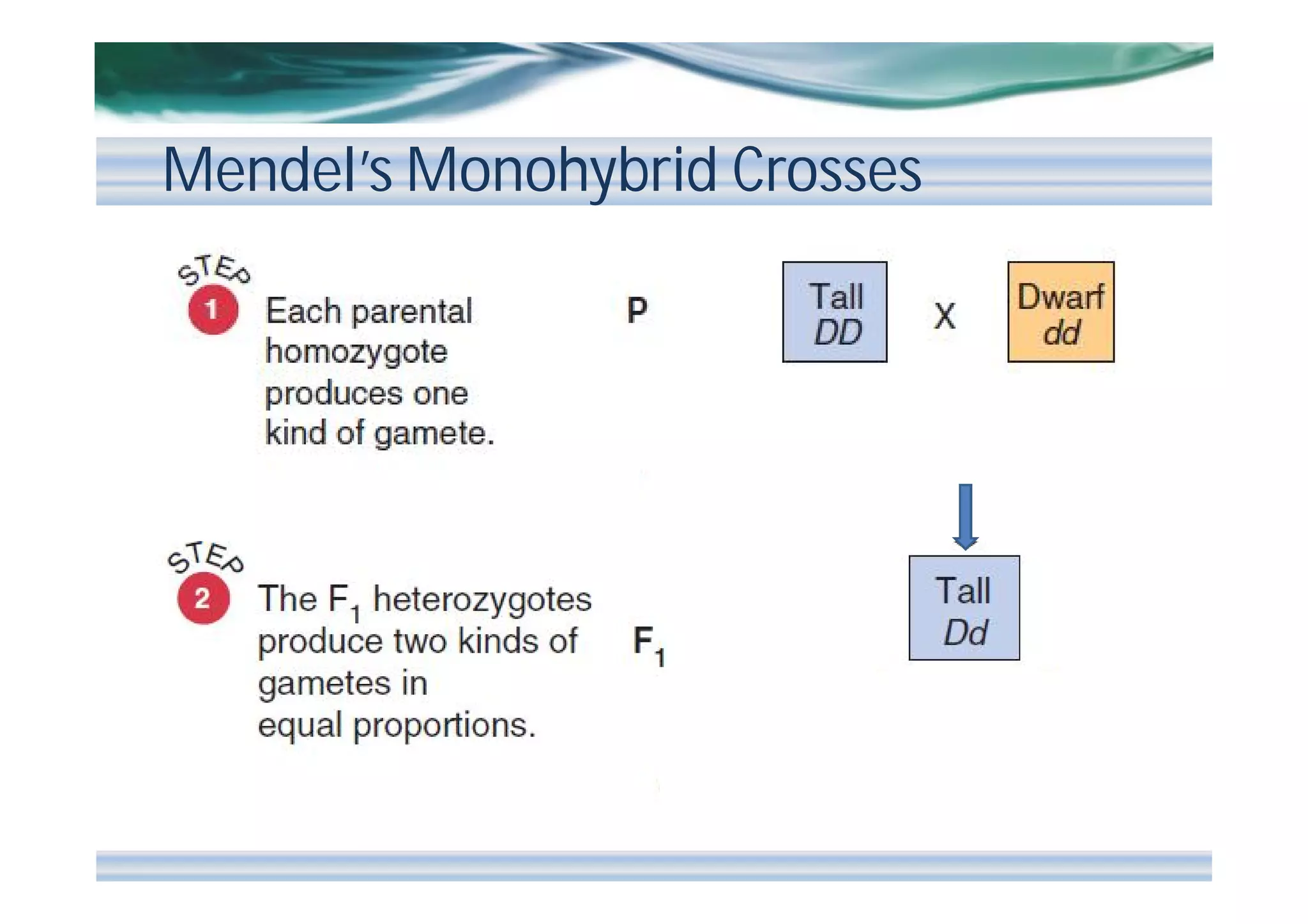 Mendel’s Monohybrid Crosses

 