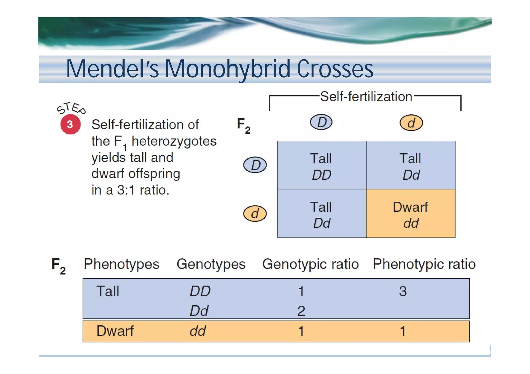 Mendel’s Monohybrid Crosses

 