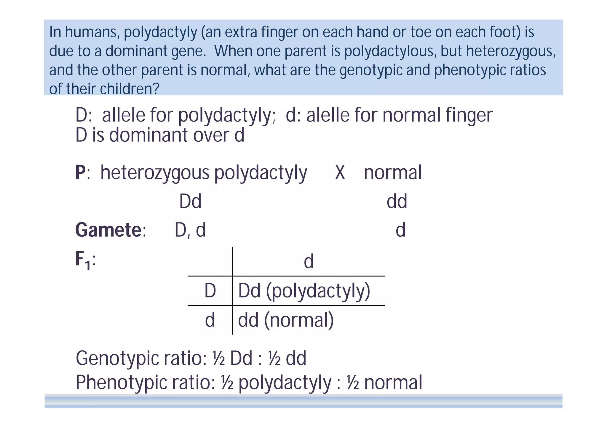 In humans, polydactyly (an extra finger on each hand or toe on each foot) is
due to a dominant gene. When one parent is polydactylous, but heterozygous,
and the other parent is normal, what are the genotypic and phenotypic ratios
of their children?

D: allele for polydactyly; d: alelle for normal finger
D is dominant over d
P: heterozygous polydactyly
Dd
Gamete: D, d
F1 :
d
D
d

X normal
dd
d

Dd (polydactyly)
dd (normal)

Genotypic ratio: ½ Dd : ½ dd
Phenotypic ratio: ½ polydactyly : ½ normal

 