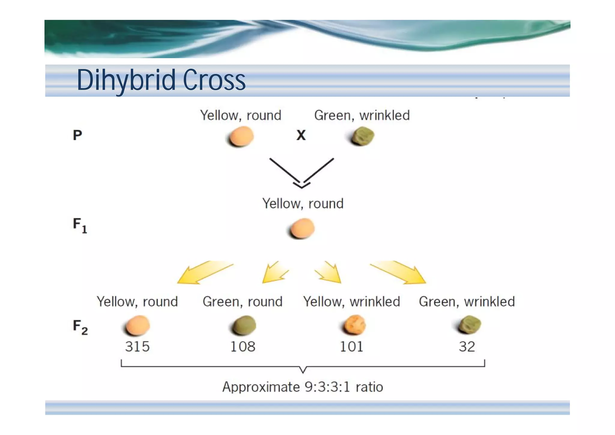 Dihybrid Cross

 