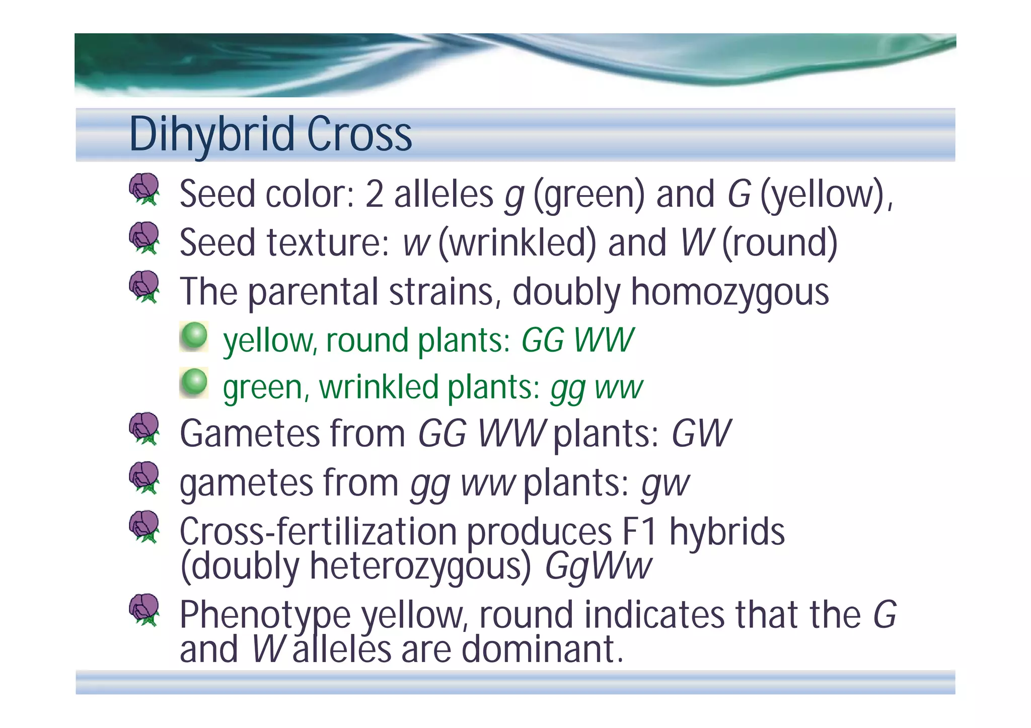 Dihybrid Cross
Seed color: 2 alleles g (green) and G (yellow),
Seed texture: w (wrinkled) and W (round)
The parental strains, doubly homozygous
yellow, round plants: GG WW
green, wrinkled plants: gg ww

Gametes from GG WW plants: GW
gametes from gg ww plants: gw
Cross-fertilization produces F1 hybrids
(doubly heterozygous) GgWw
Phenotype yellow, round indicates that the G
and W alleles are dominant.

 