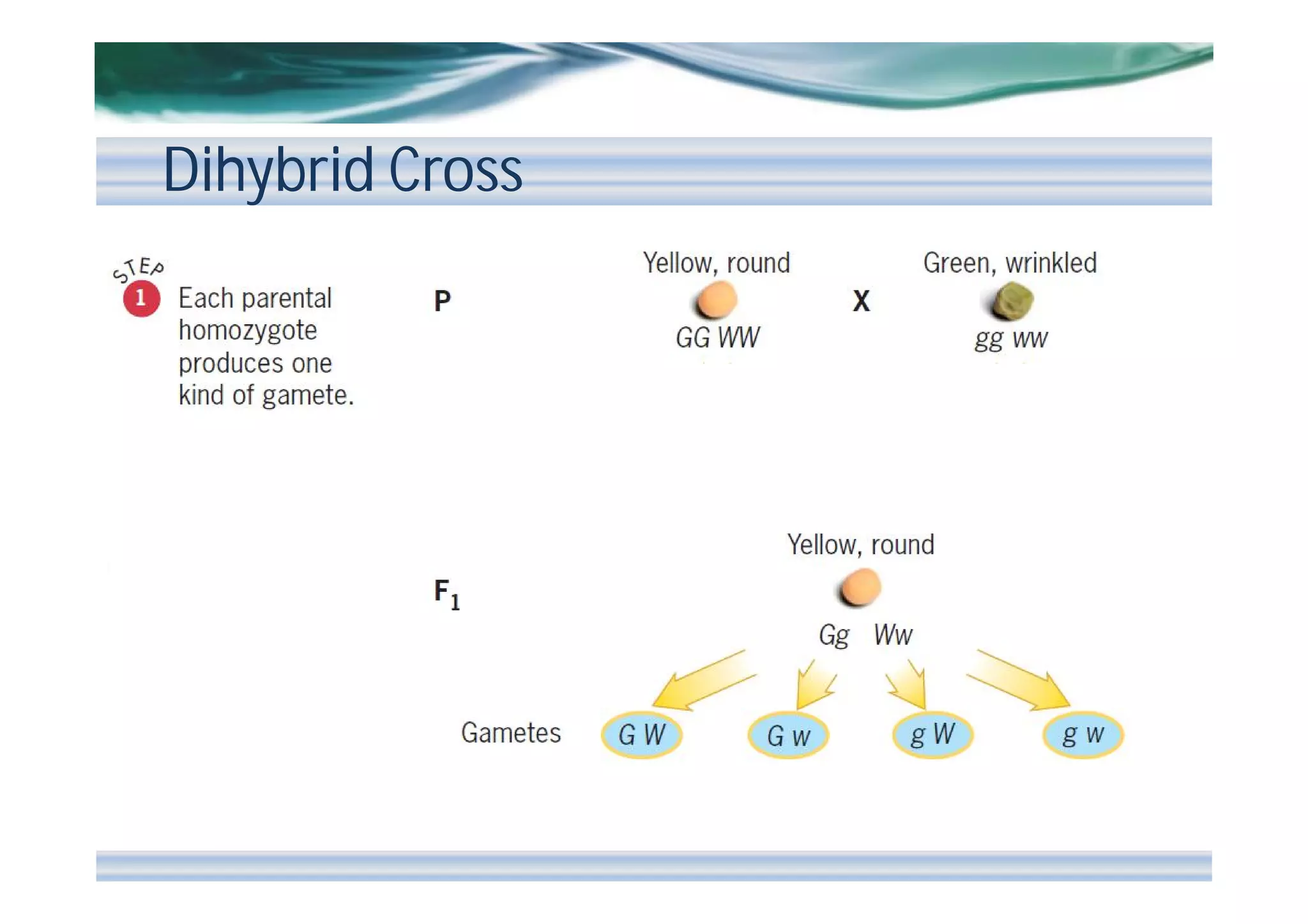 Dihybrid Cross

 