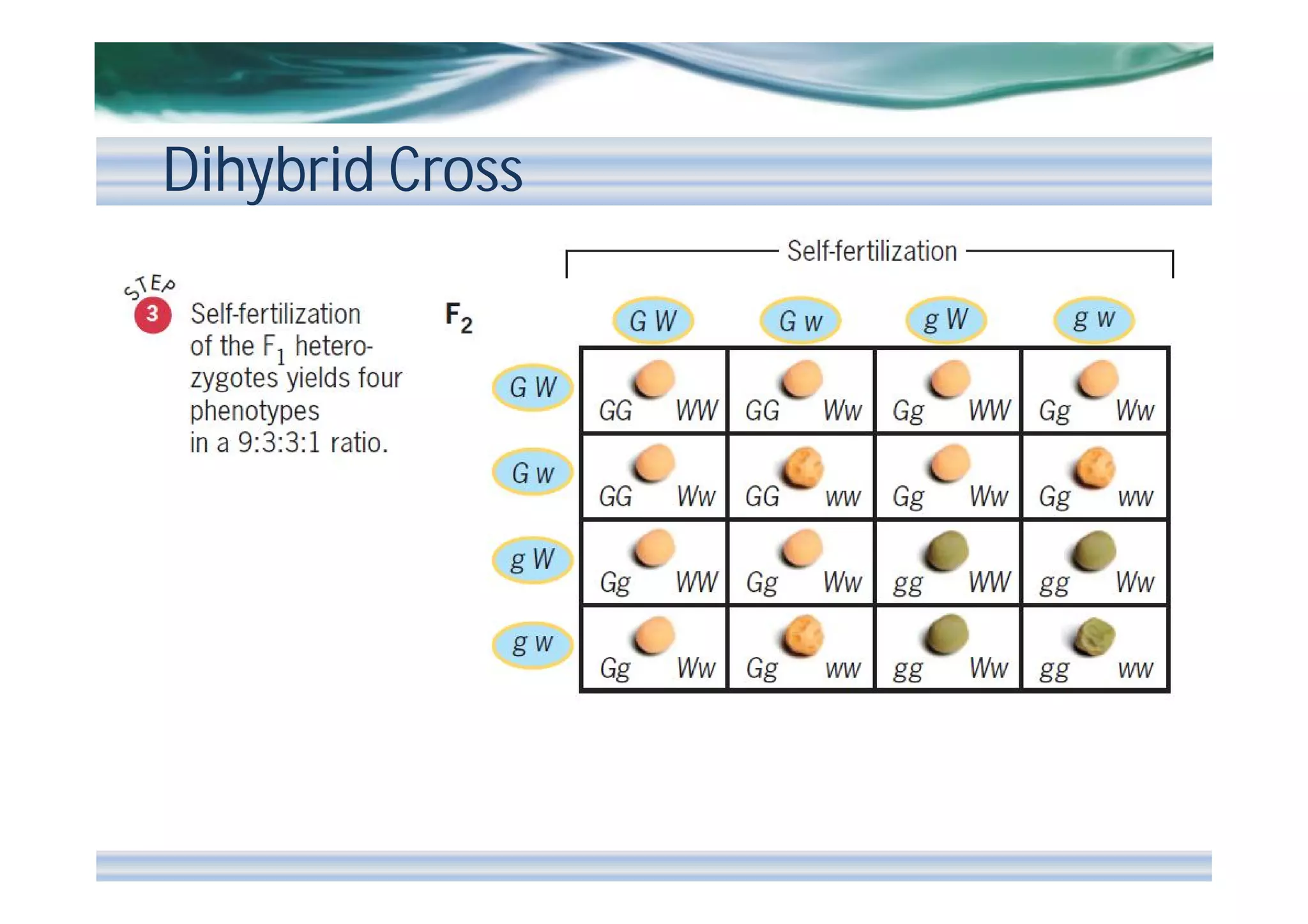 Dihybrid Cross

 
