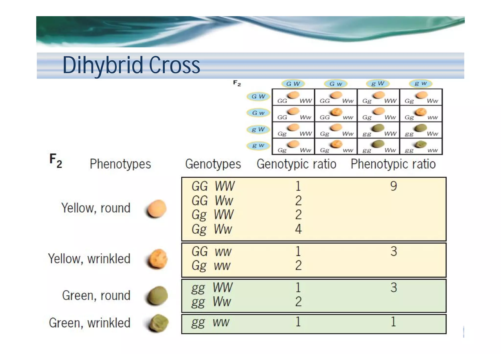 Dihybrid Cross

 