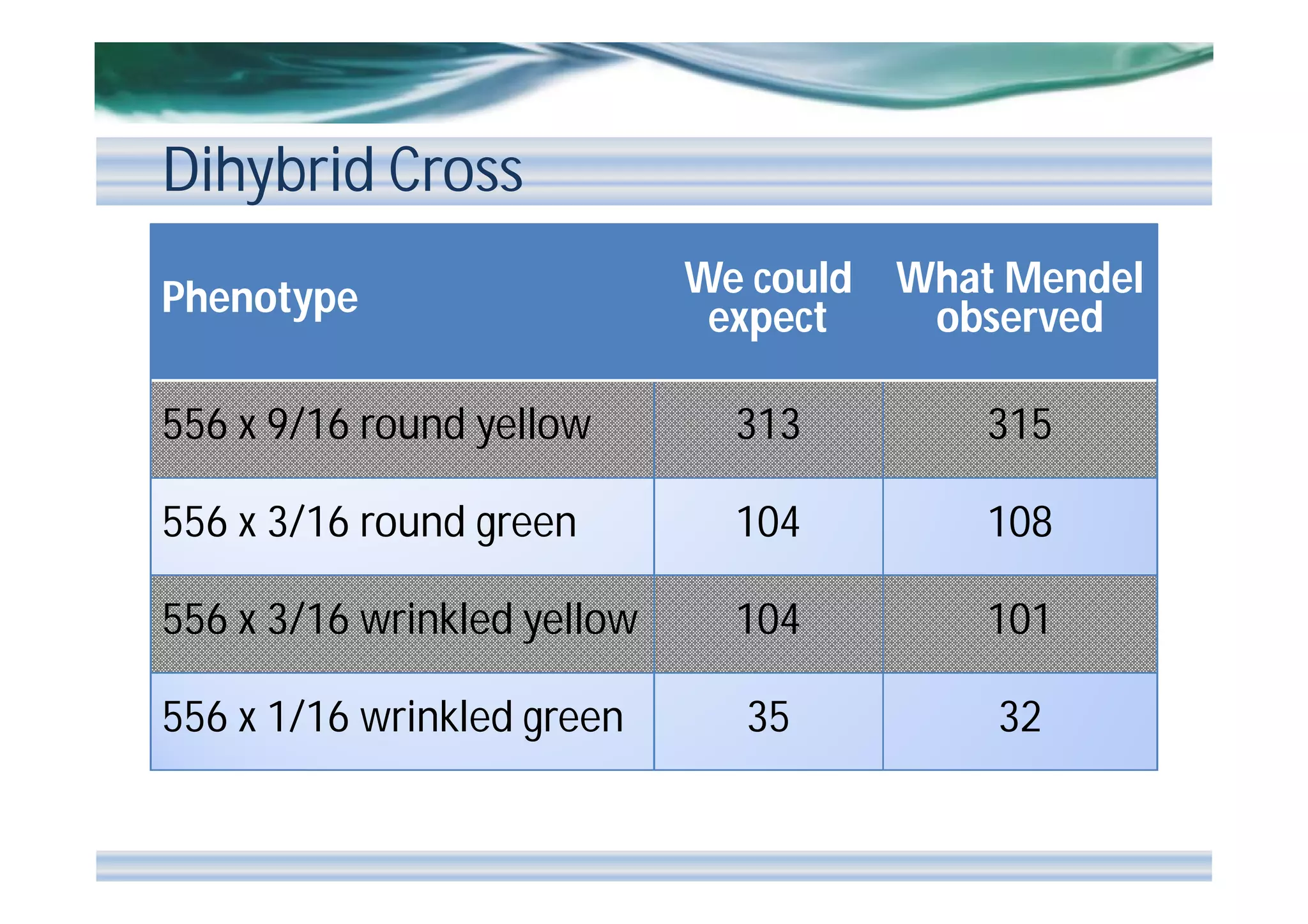 Dihybrid Cross
Phenotype

We could What Mendel
expect
observed

556 x 9/16 round yellow

313

315

556 x 3/16 round green

104

108

556 x 3/16 wrinkled yellow

104

101

556 x 1/16 wrinkled green

35

32

 