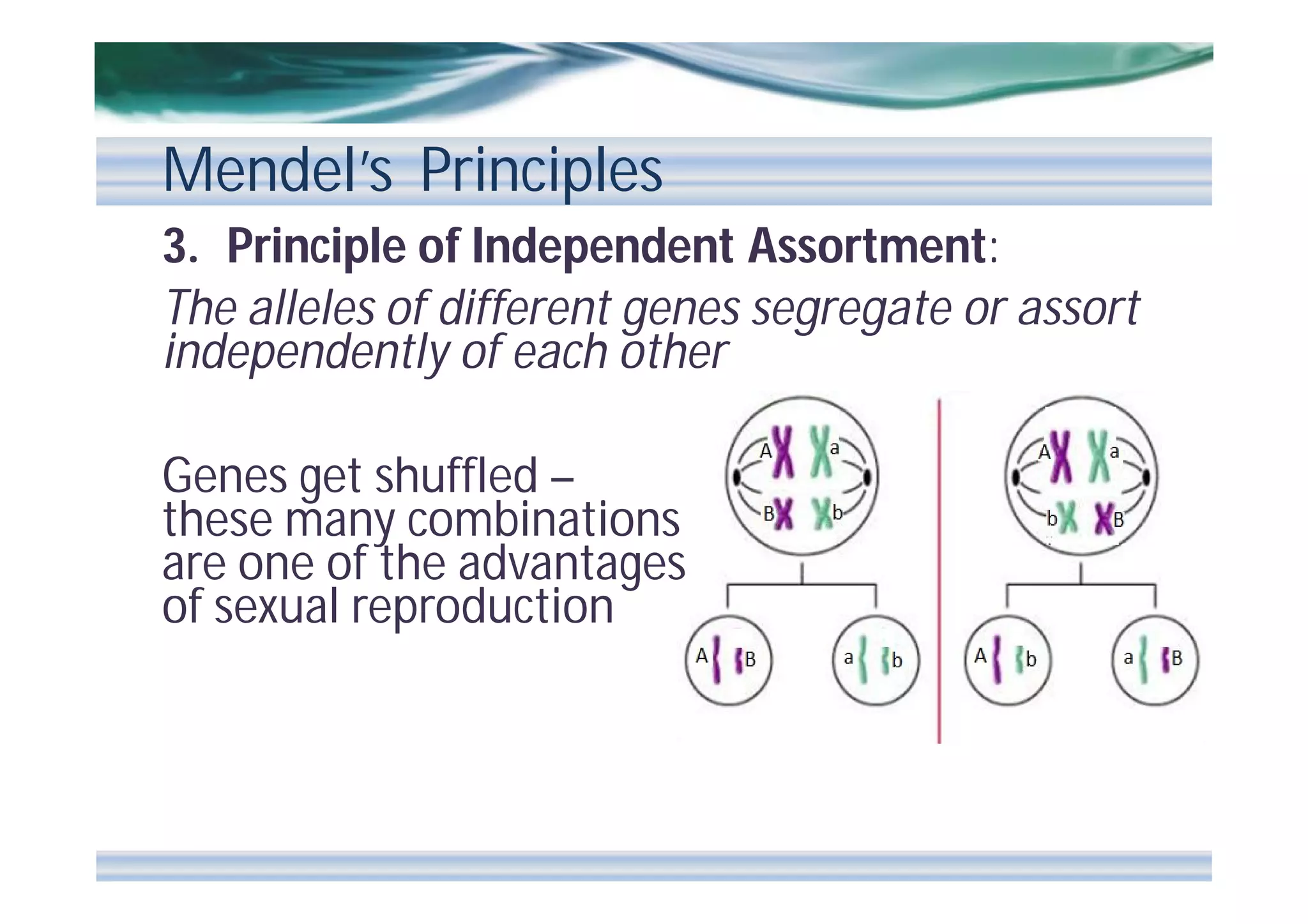 Mendel’s Principles
3. Principle of Independent Assortment:
The alleles of different genes segregate or assort
independently of each other
Genes get shuffled –
these many combinations
are one of the advantages
of sexual reproduction

 