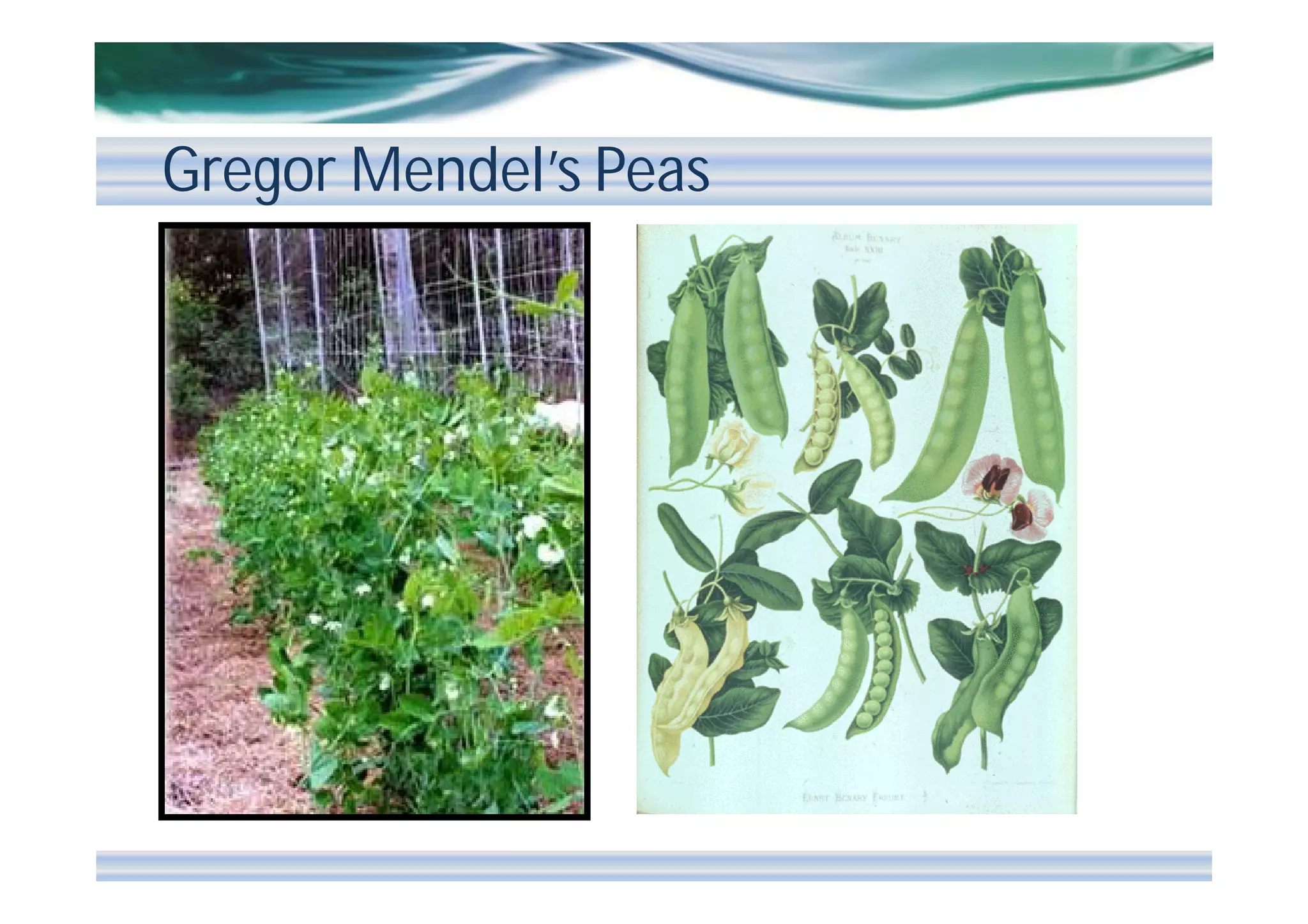 Gregor Mendel’s Peas

 
