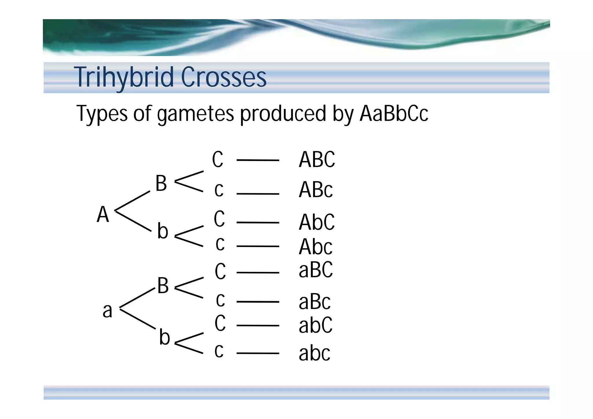 Trihybrid Crosses
Types of gametes produced by AaBbCc
B
A

b
B

a
b

C
c
C
c
C
c
C
c

ABC
ABc
AbC
Abc
aBC
aBc
abC
abc

 