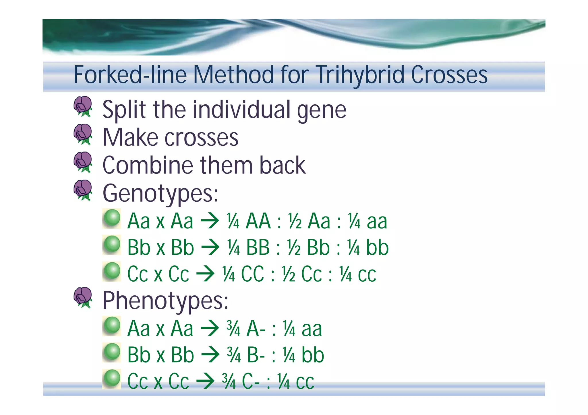 Forked-line Method for Trihybrid Crosses
Split the individual gene
Make crosses
Combine them back
Genotypes:
Aa x Aa  ¼ AA : ½ Aa : ¼ aa
Bb x Bb  ¼ BB : ½ Bb : ¼ bb
Cc x Cc  ¼ CC : ½ Cc : ¼ cc

Phenotypes:
Aa x Aa  ¾ A- : ¼ aa
Bb x Bb  ¾ B- : ¼ bb
Cc x Cc  ¾ C- : ¼ cc

 