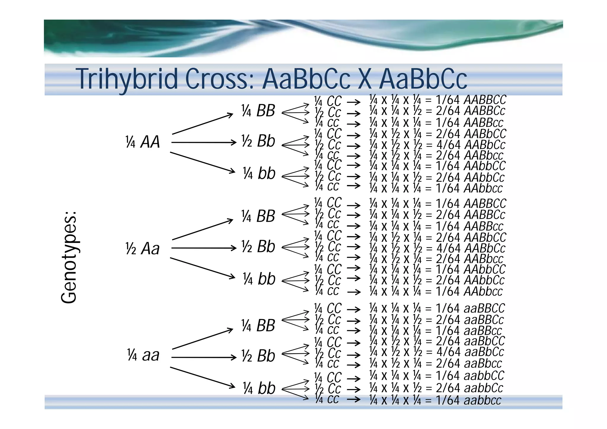 Trihybrid Cross: AaBbCc X AaBbCc
¼ BB
¼ AA

½ Bb

Genotypes:

¼ bb
¼ BB
½ Aa

½ Bb
¼ bb
¼ BB

¼ aa

½ Bb
¼ bb

¼ CC
½ Cc
¼ cc
¼ CC
½ Cc
¼ cc
¼ CC
½ Cc
¼ cc
¼ CC
½ Cc
¼ cc
¼ CC
½ Cc
¼ cc
¼ CC
½ Cc
¼ cc
¼ CC
½ Cc
¼ cc
¼ CC
½ Cc
¼ cc
¼ CC
½ Cc
¼ cc

¼ x ¼ x ¼ = 1/64 AABBCC
¼ x ¼ x ½ = 2/64 AABBCc
¼ x ¼ x ¼ = 1/64 AABBcc
¼ x ½ x ¼ = 2/64 AABbCC
¼ x ½ x ½ = 4/64 AABbCc
¼ x ½ x ¼ = 2/64 AABbcc
¼ x ¼ x ¼ = 1/64 AAbbCC
¼ x ¼ x ½ = 2/64 AAbbCc
¼ x ¼ x ¼ = 1/64 AAbbcc
¼ x ¼ x ¼ = 1/64 AABBCC
¼ x ¼ x ½ = 2/64 AABBCc
¼ x ¼ x ¼ = 1/64 AABBcc
¼ x ½ x ¼ = 2/64 AABbCC
¼ x ½ x ½ = 4/64 AABbCc
¼ x ½ x ¼ = 2/64 AABbcc
¼ x ¼ x ¼ = 1/64 AAbbCC
¼ x ¼ x ½ = 2/64 AAbbCc
¼ x ¼ x ¼ = 1/64 AAbbcc
¼ x ¼ x ¼ = 1/64 aaBBCC
¼ x ¼ x ½ = 2/64 aaBBCc
¼ x ¼ x ¼ = 1/64 aaBBcc
¼ x ½ x ¼ = 2/64 aaBbCC
¼ x ½ x ½ = 4/64 aaBbCc
¼ x ½ x ¼ = 2/64 aaBbcc
¼ x ¼ x ¼ = 1/64 aabbCC
¼ x ¼ x ½ = 2/64 aabbCc
¼ x ¼ x ¼ = 1/64 aabbcc

 