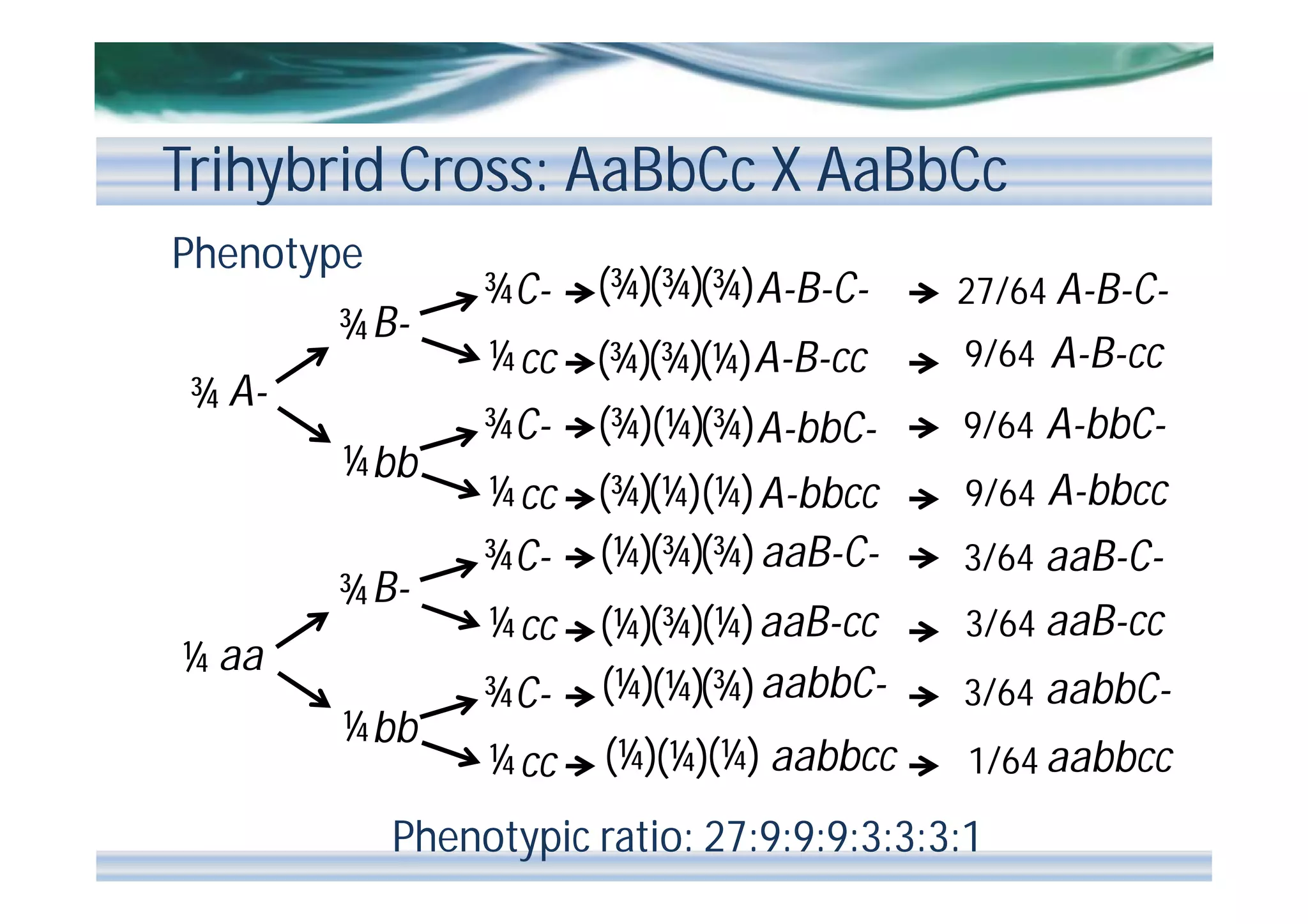 Trihybrid Cross: AaBbCc X AaBbCc
Phenotype
¾ B¾ A¼ bb
¾ B¼ aa
¼ bb

(¾)(¾)(¾)A-B-C-

27/64 A-B-C-

¼ cc (¾)(¾)(¼)A-B-cc

9/64 A-B-cc

¾C-

(¾)(¼)(¾)A-bbC-

9/64 A-bbC-

¼ cc (¾)(¼)(¼) A-bbcc
¾C- (¼)(¾)(¾) aaB-C-

9/64 A-bbcc

¾C-

3/64 aaB-C3/64 aaB-cc

¾C-

(¼)(¾)(¼) aaB-cc
(¼)(¼)(¾) aabbC-

3/64 aabbC-

¼ cc

(¼)(¼)(¼) aabbcc

1/64 aabbcc

¼ cc

Phenotypic ratio: 27:9:9:9:3:3:3:1

 