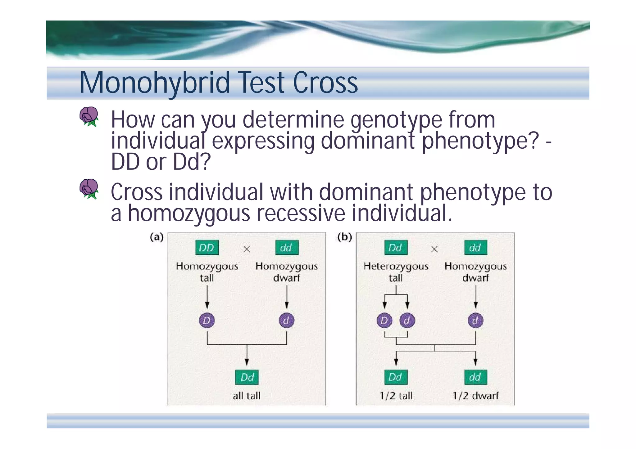 Monohybrid Test Cross
How can you determine genotype from
individual expressing dominant phenotype? DD or Dd?
Cross individual with dominant phenotype to
a homozygous recessive individual.

 