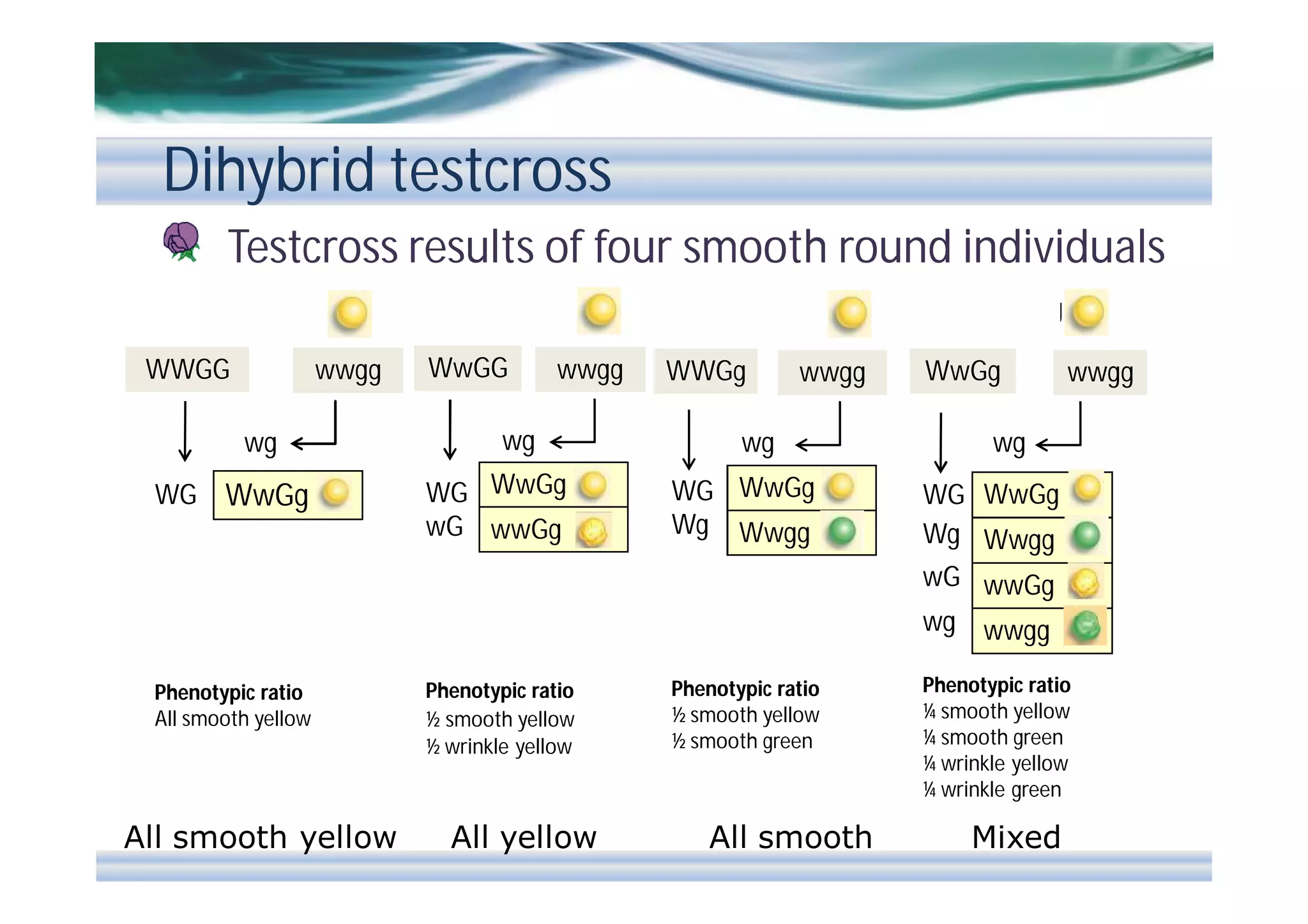 Dihybrid testcross
Testcross results of four smooth round individuals
WwGG

WWGG
WWGG
xsx

wwgg
wg

WG

WwGg

WwGG
x

wwgg

wg
WG WwGg
wG wwGg

WWGg
WWGg
x

wwgg

wg
WG WwGg
Wg Wwgg

WwGg
WwGg
x

wwgg

wg
WG WwGg
Wg Wwgg
wG wwGg
wg wwgg

Phenotypic ratio
All smooth yellow

All smooth yellow

Phenotypic ratio
½ smooth yellow
½ wrinkle yellow

All yellow

Phenotypic ratio
½ smooth yellow
½ smooth green

All smooth

Phenotypic ratio
¼ smooth yellow
¼ smooth green
¼ wrinkle yellow
¼ wrinkle green

Mixed

 