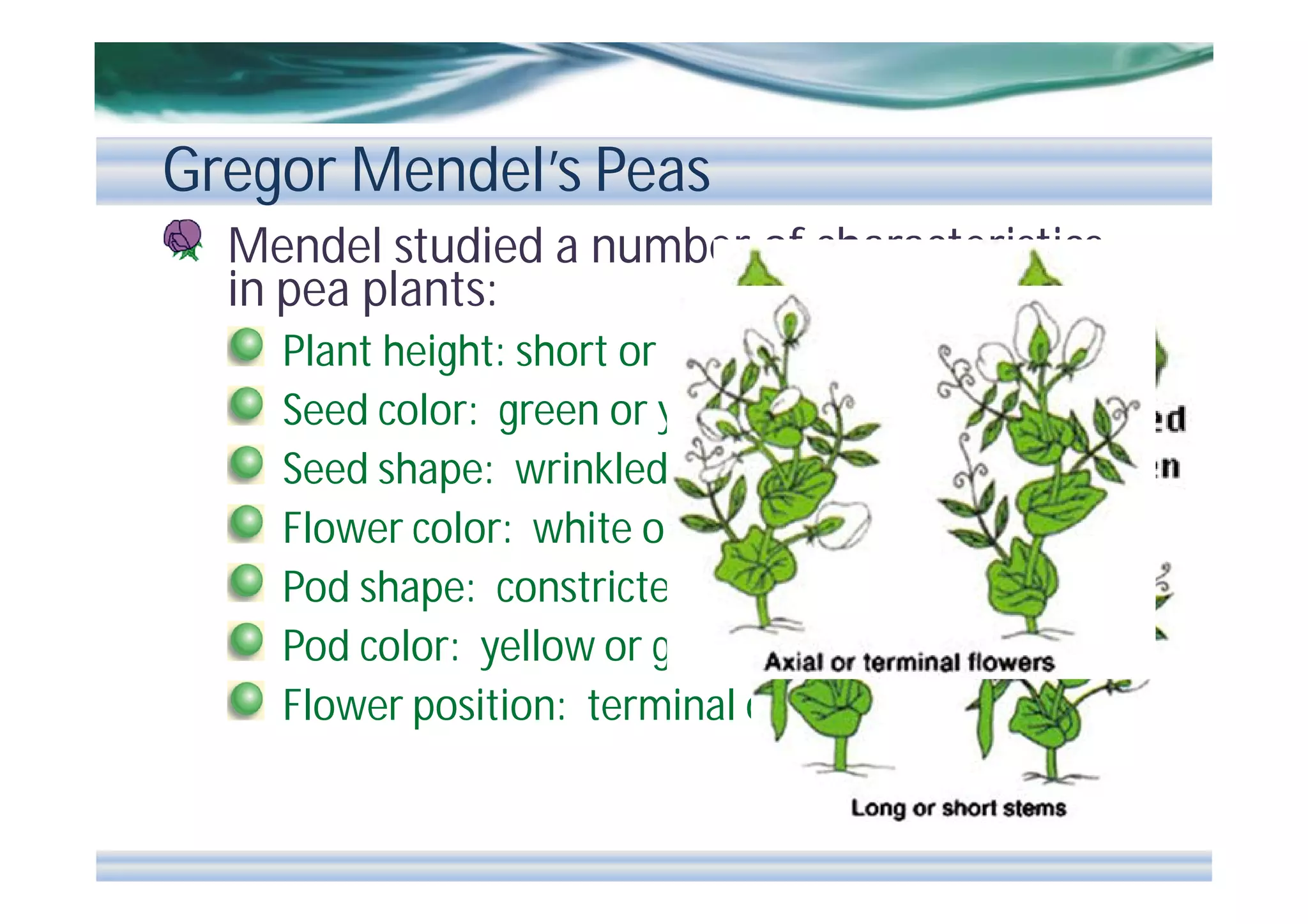 Gregor Mendel’s Peas
Mendel studied a number of characteristics
in pea plants:
Plant height: short or tall
Seed color: green or yellow
Seed shape: wrinkled or round
Flower color: white or purple
Pod shape: constricted or smooth
Pod color: yellow or green
Flower position: terminal or axial

 