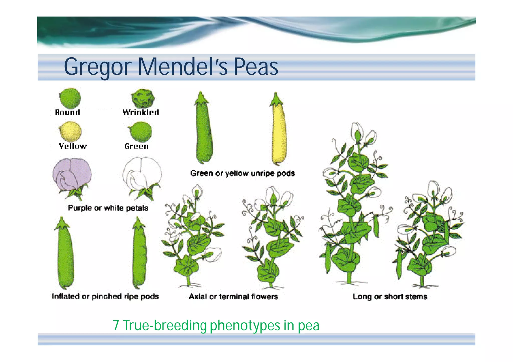 Gregor Mendel’s Peas

7 True-breeding phenotypes in pea

 