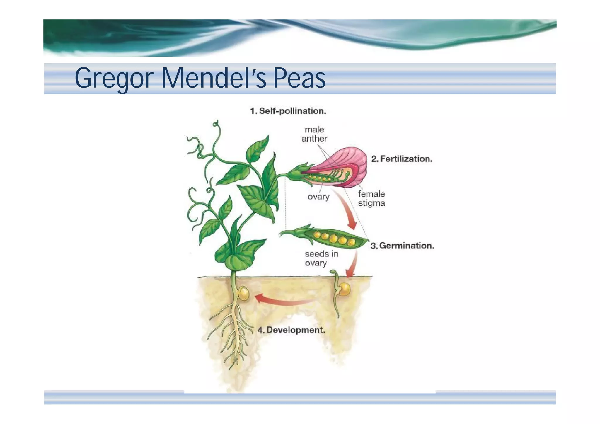 Gregor Mendel’s Peas

 