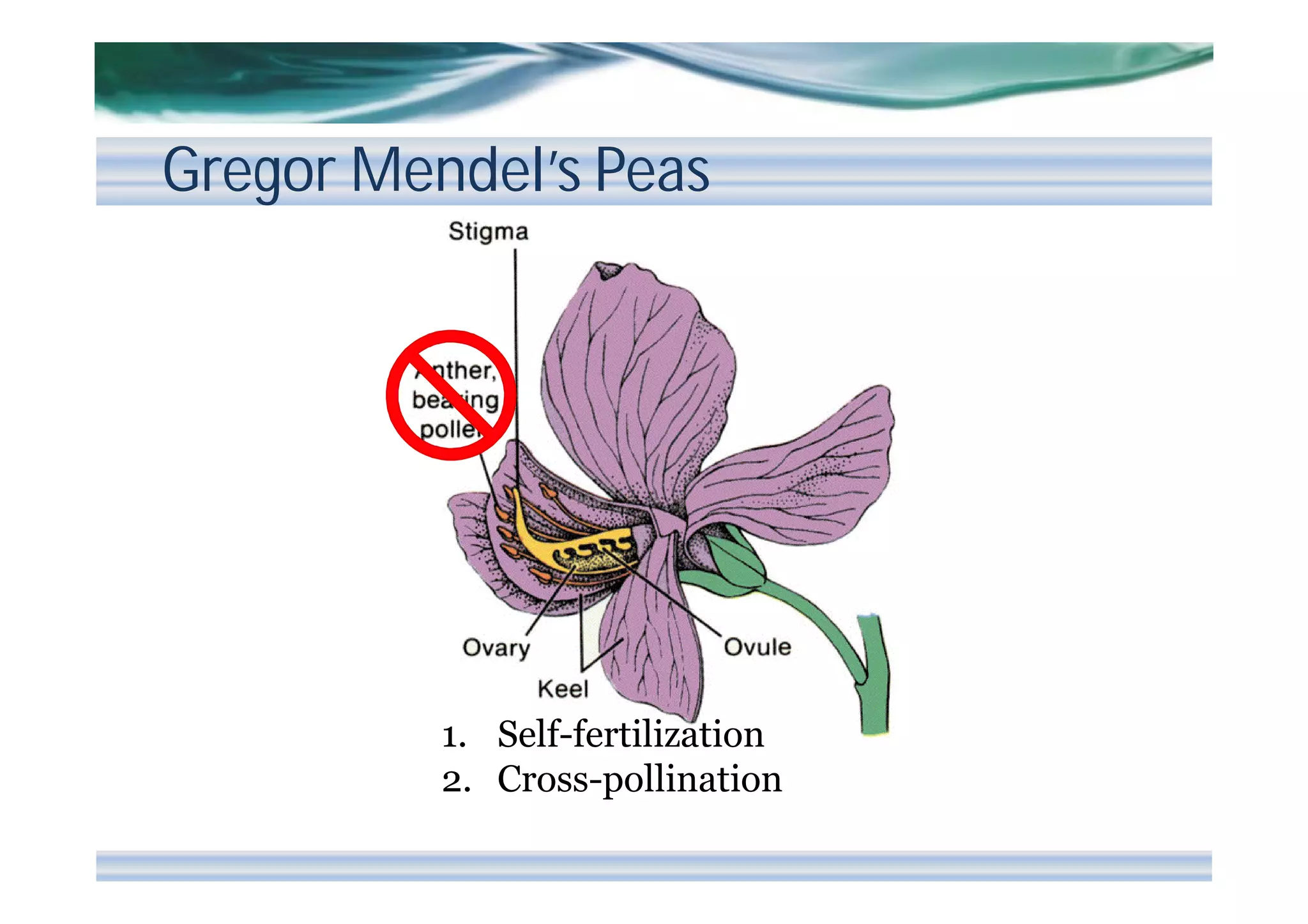 Gregor Mendel’s Peas

1. Self-fertilization
2. Cross-pollination

 