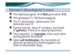 Mendel’s Monohybrid Crosses
The hybrid progeny first filial generation (F1)
The genotype F1: Dd (heterozygous)
The F1 phenotype: tall because D is
dominant over d
During meiosis, these F1 produce two kinds
of gametes, D and d, in equal proportions
They separate, or segregate, from each other
during gamete formation
Upon self-fertilization, the two kinds of
gametes produced by heterozygotes can
unite in all possible ways.

 
